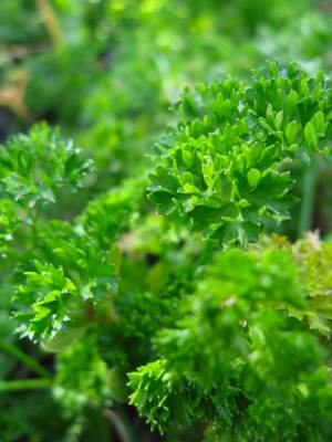 parsley