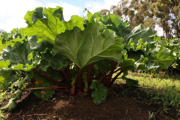 the stalks and leaves of a rhubarb plant growing in a garden