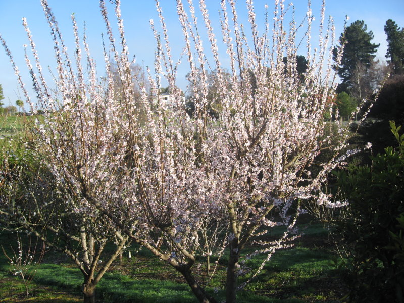 almond tree in full bloom almond tree in full bloom