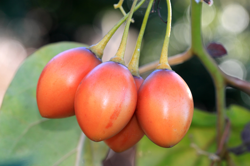tamarillos growing on the tree tamarillos growing on the tree
