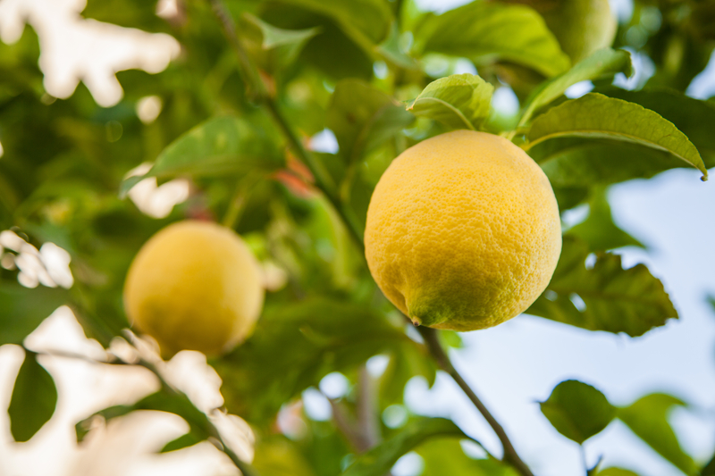 a lemon hanging from the tree with the sky behind a lemon hanging from the tree with the sky behind