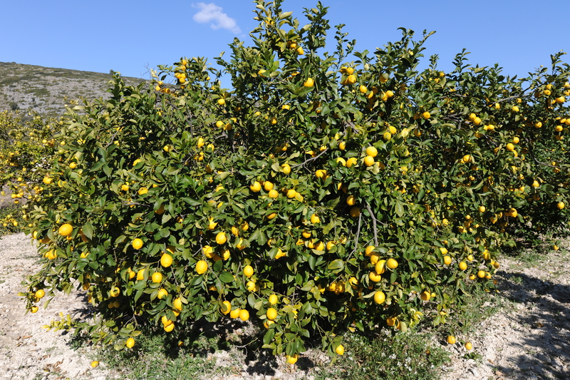 a large lemon tree with many ripe lemons a large lemon tree with many ripe lemons