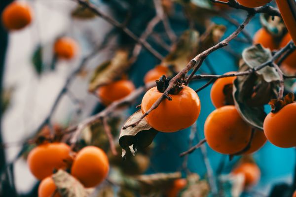 close up of persimmon fruit on the tree close up of persimmon fruit on the tree