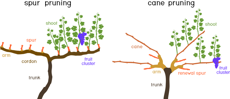 an illustration of grape bushes that have been cane-pruned and spur-pruned an illustration of grape bushes that have been cane-pruned and spur-pruned