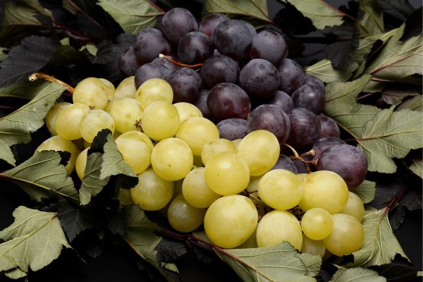 bunches of black and green grapes bunches of black and green grapes