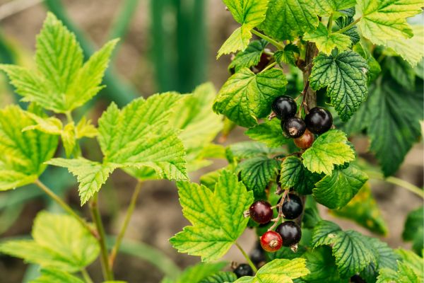 leaves and fruit of a blackcurrant bush leaves and fruit of a blackcurrant bush