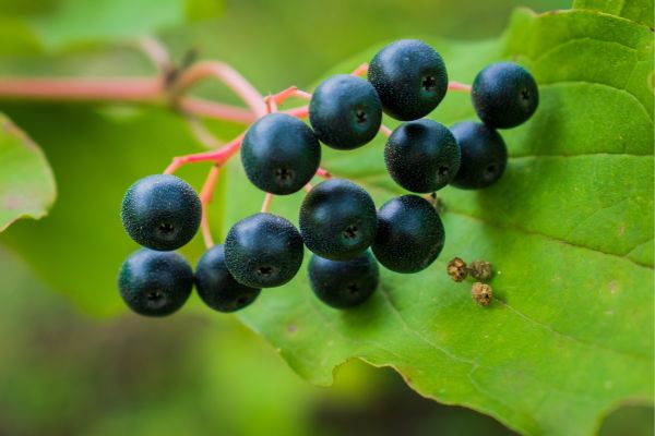 close up of blackcurrants on a branch close up of blackcurrants on a branch