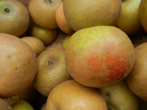 close up of russet apples close up of russet apples
