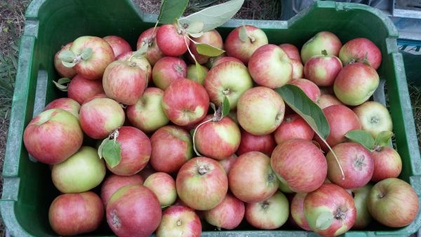 a crate of gravestein apples a crate of gravestein apples