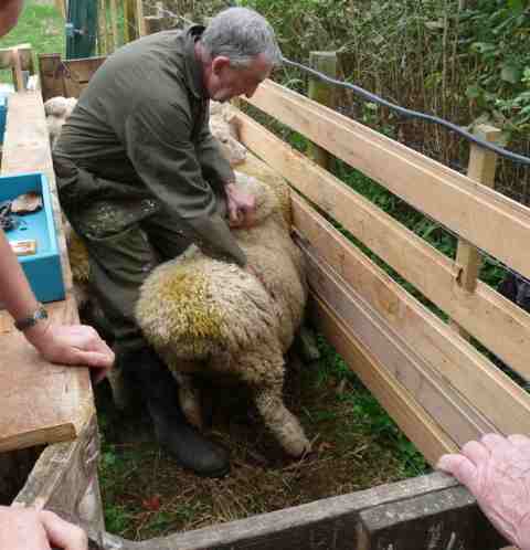 farmer holding sheep