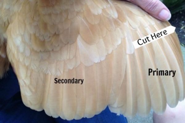 close up of a chicken's wing showing primary and secondary feathers and where to cut to clip the wing close up of a chicken's wing showing primary and secondary feathers and where to cut to clip the wing