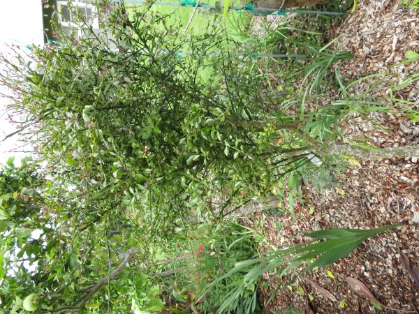 Citrus australasica - small tree Citrus australasica - small tree