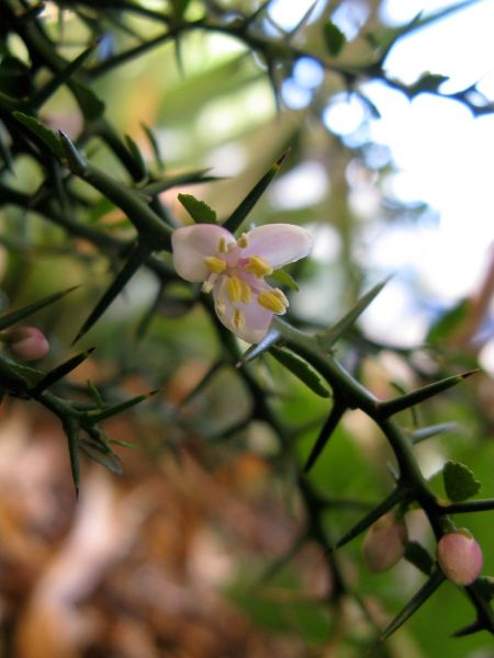 finger lime flower finger lime flower