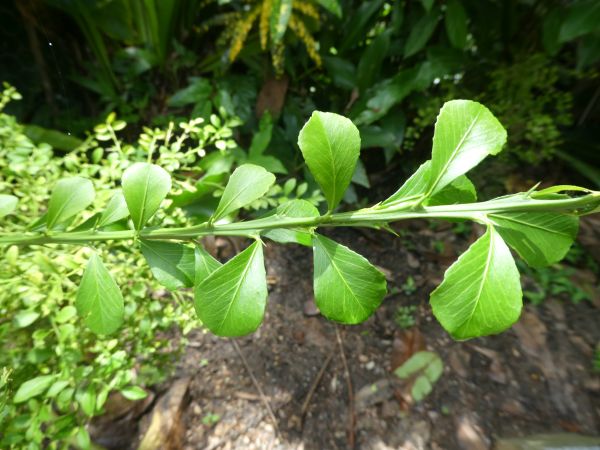 Finger lime foliage Finger lime foliage
