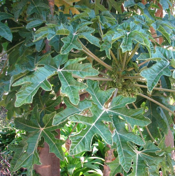 Vasconcellea pubescens foliage Vasconcellea pubescens foliage