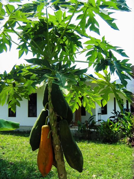 young babaco fruit tree young babaco fruit tree