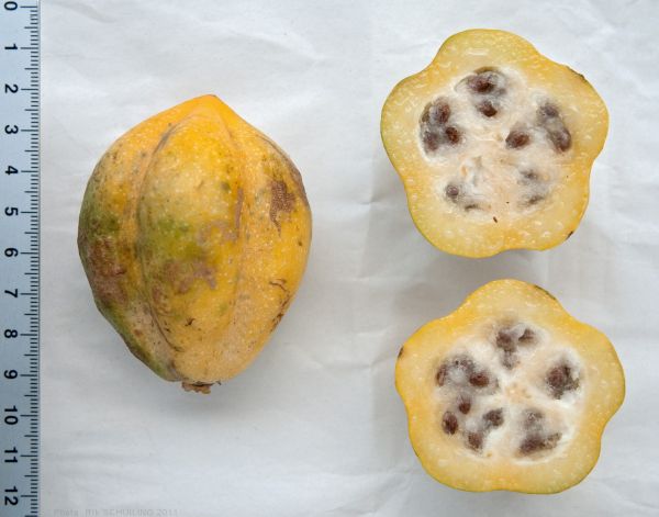 a whole and halved yellow babaco fruit a whole and halved yellow babaco fruit