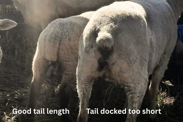 a side by side comparison of tail lengths in sheep