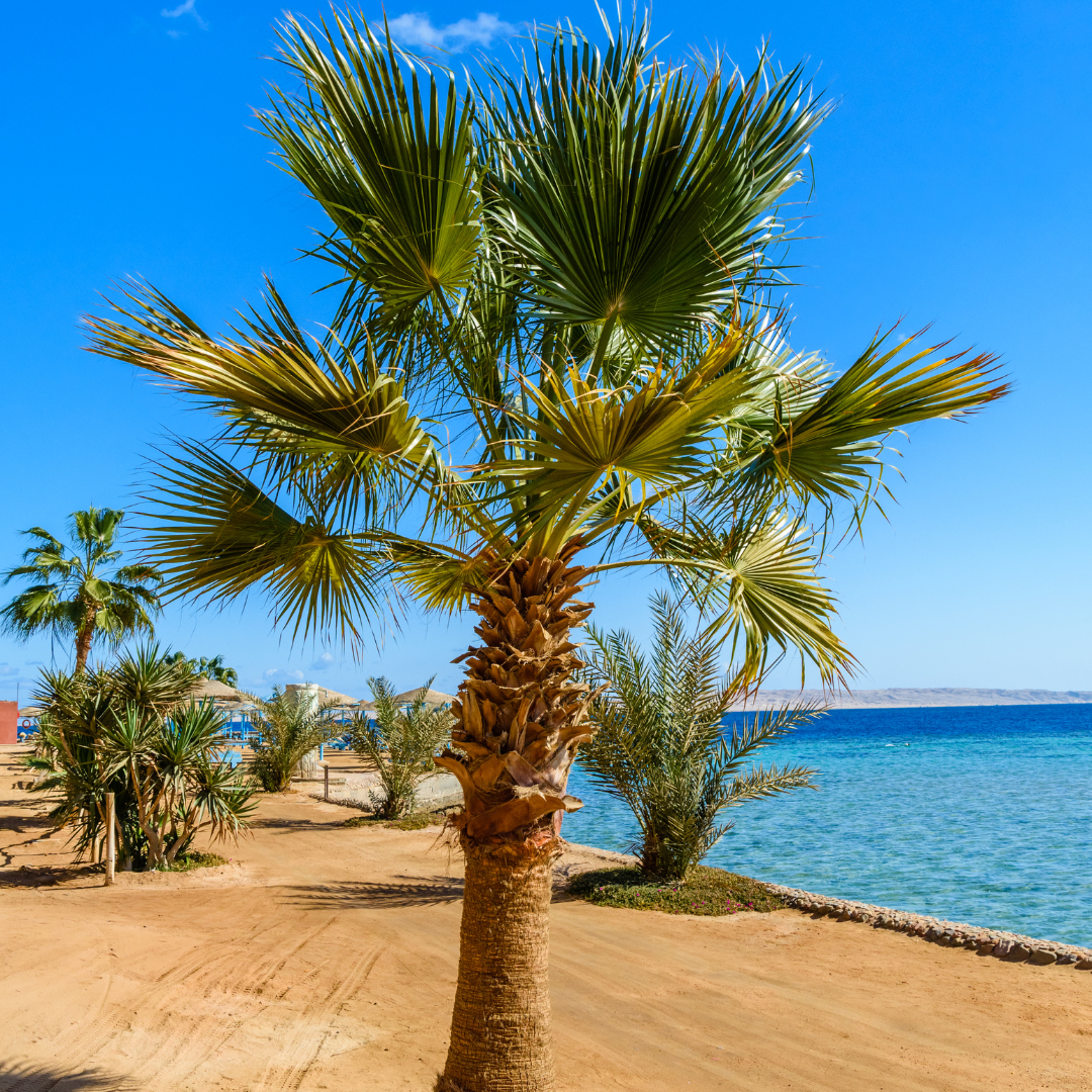 sabal palm tree on the beach