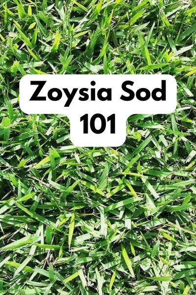 zoysia sod close up