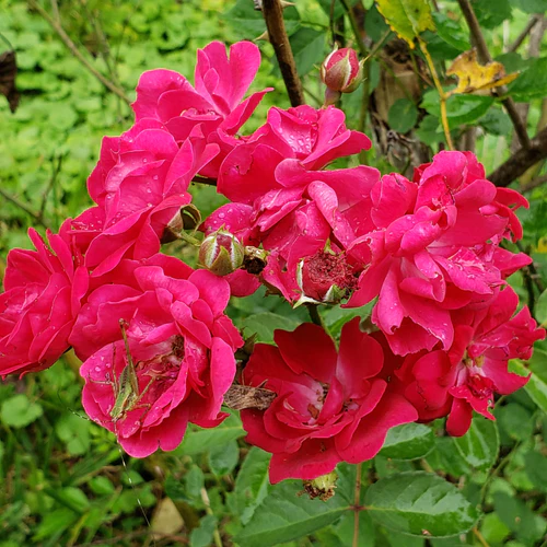 cluster of roses
