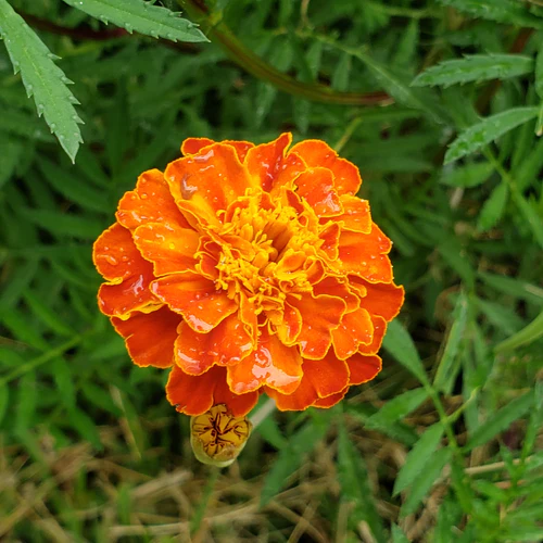 one marigold flower