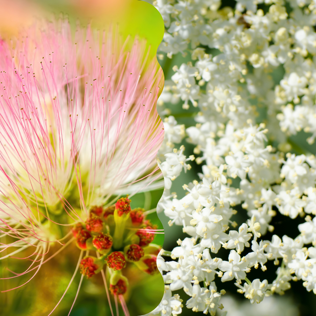 collage of mimosa flowers and elderflowers