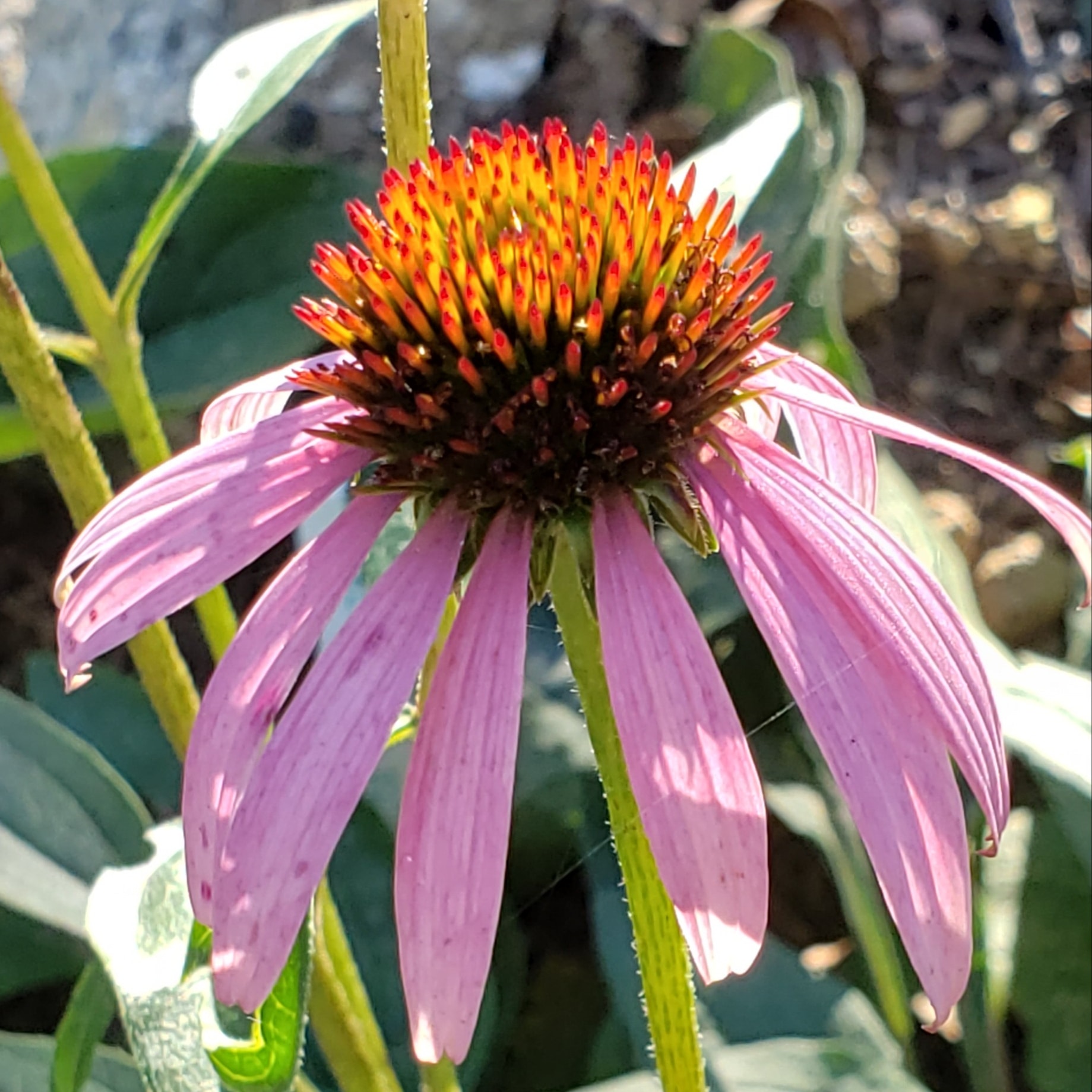 fully open pink coneflower