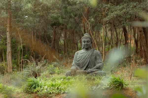 sylvotherapie ateliers agnes couturier bain de foret spiritualité