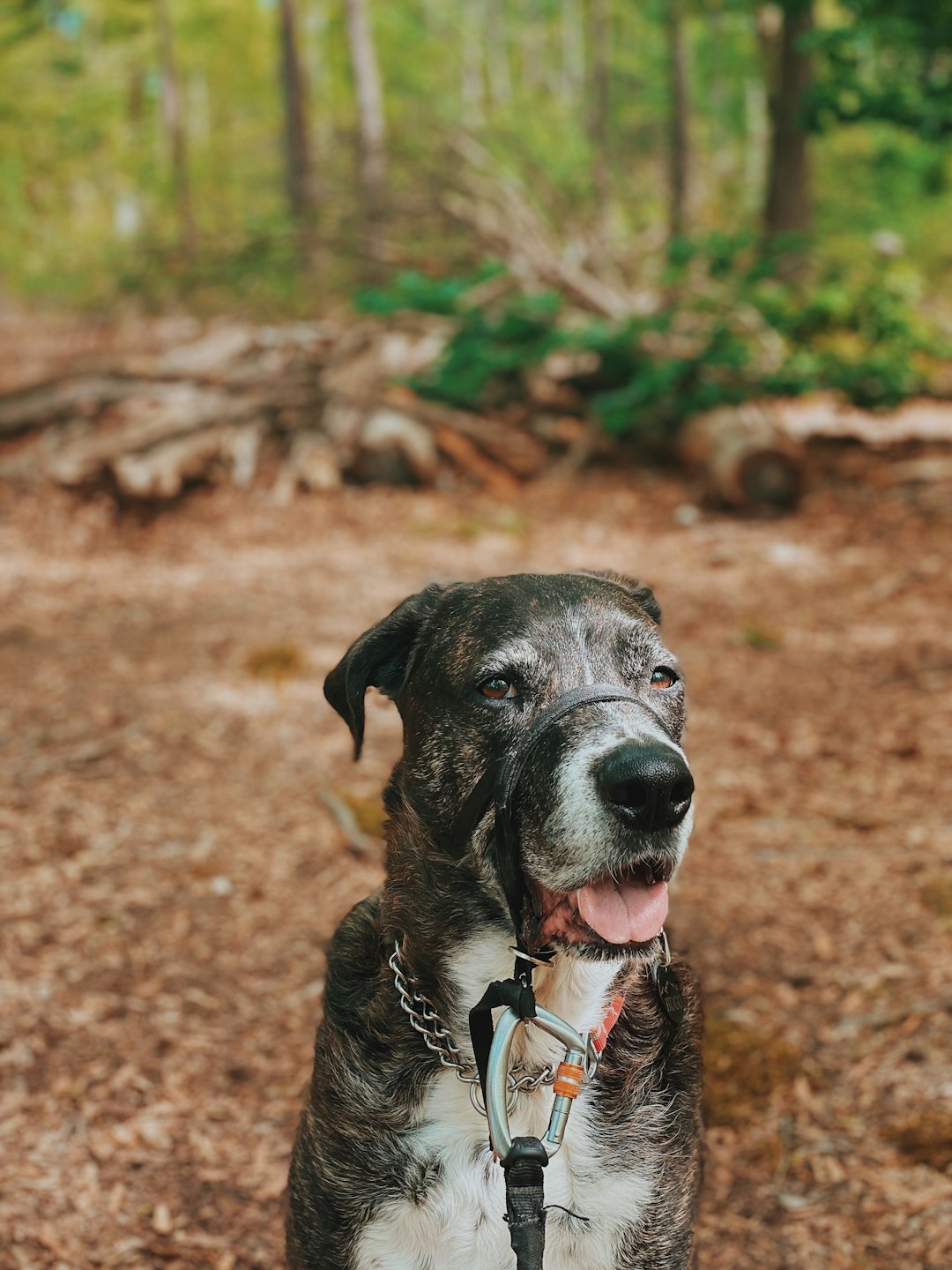 tips for exercising with arthritis dogs