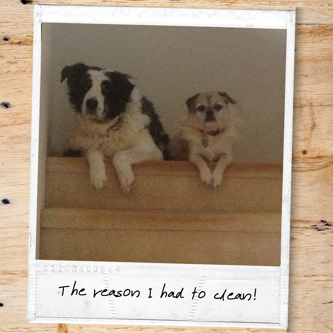 The reasons I had to clean The reasons I had to clean