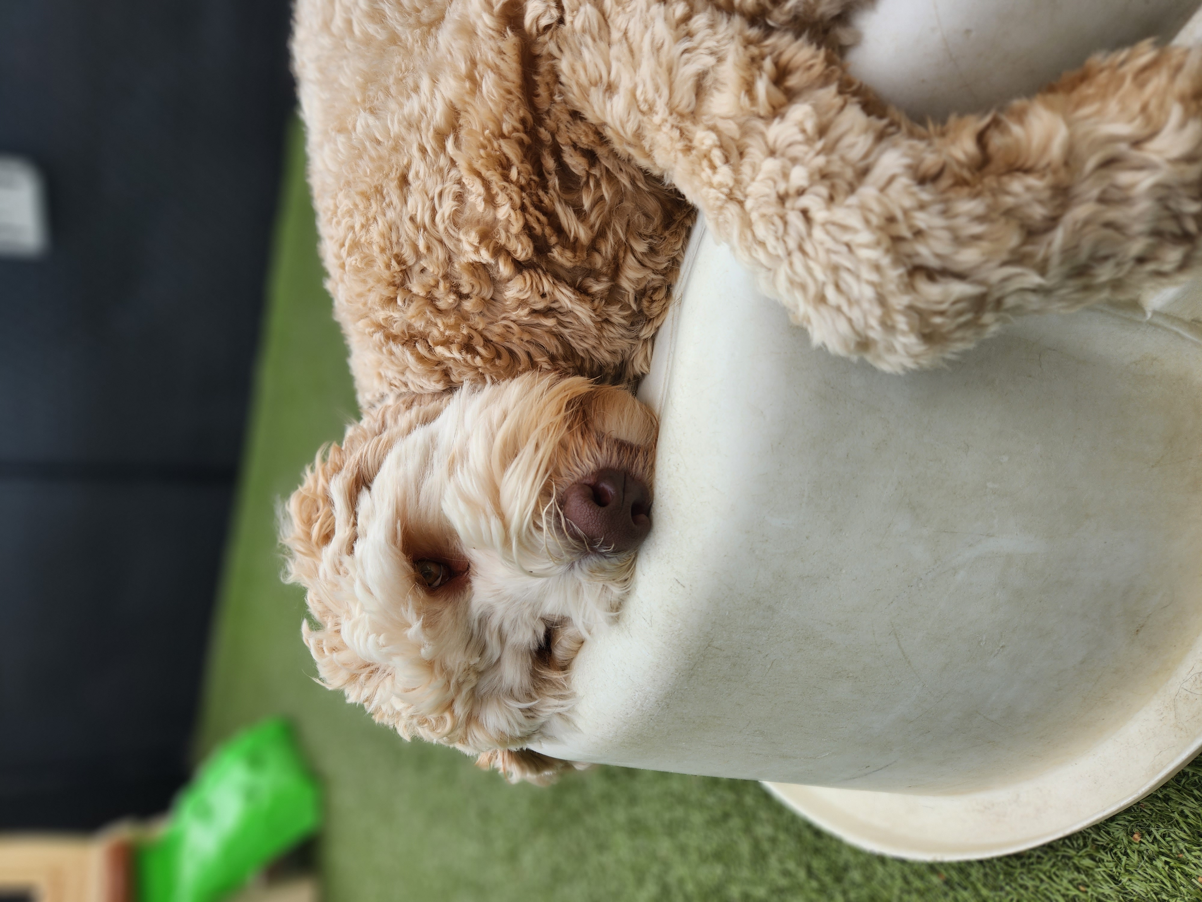 Dog enjoying daycare at Pet Companions Bed and Biscuit in Reading, MA