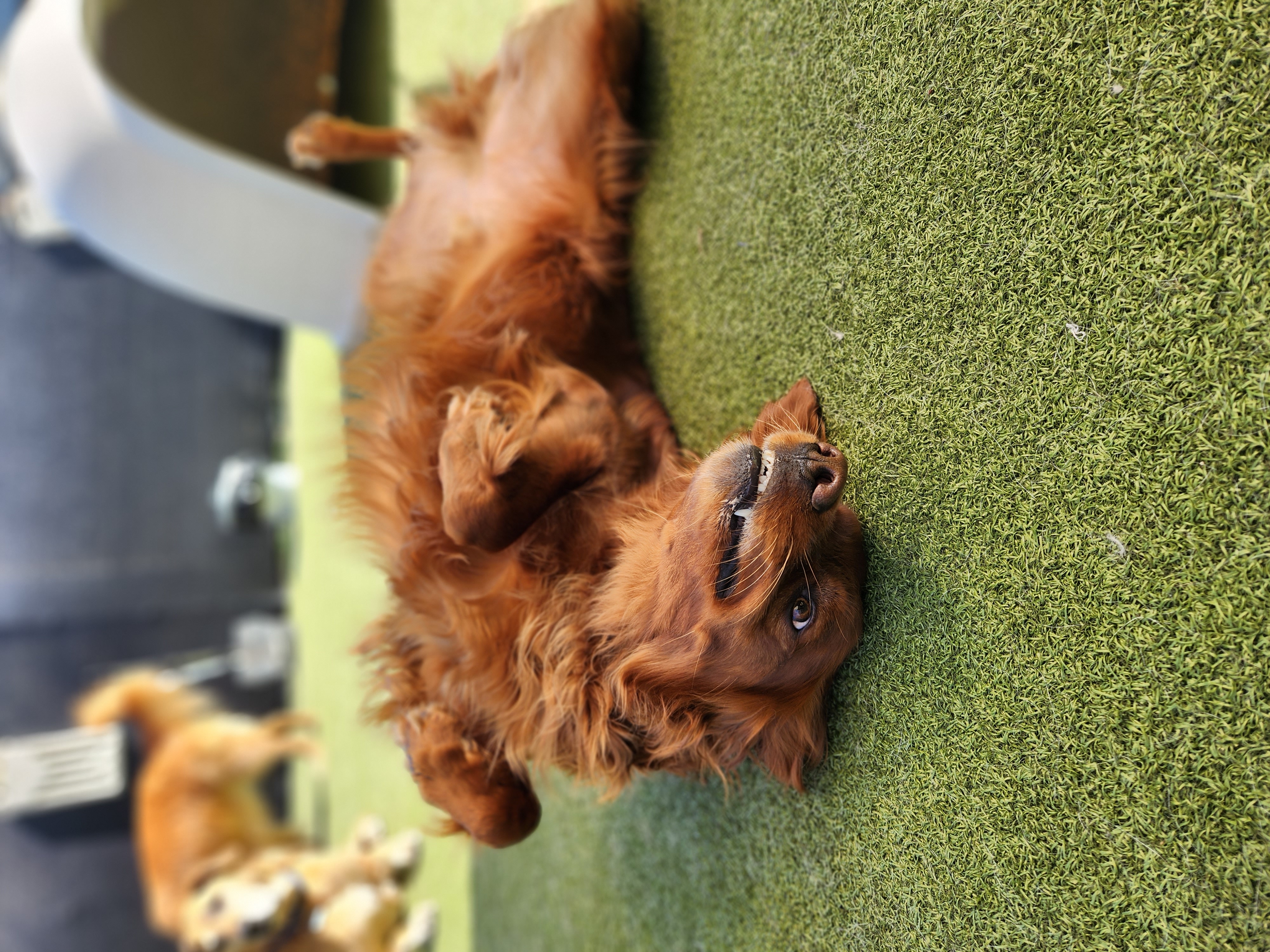 Dogs playing at Pet Companions Bed and Biscuit in Reading, MA