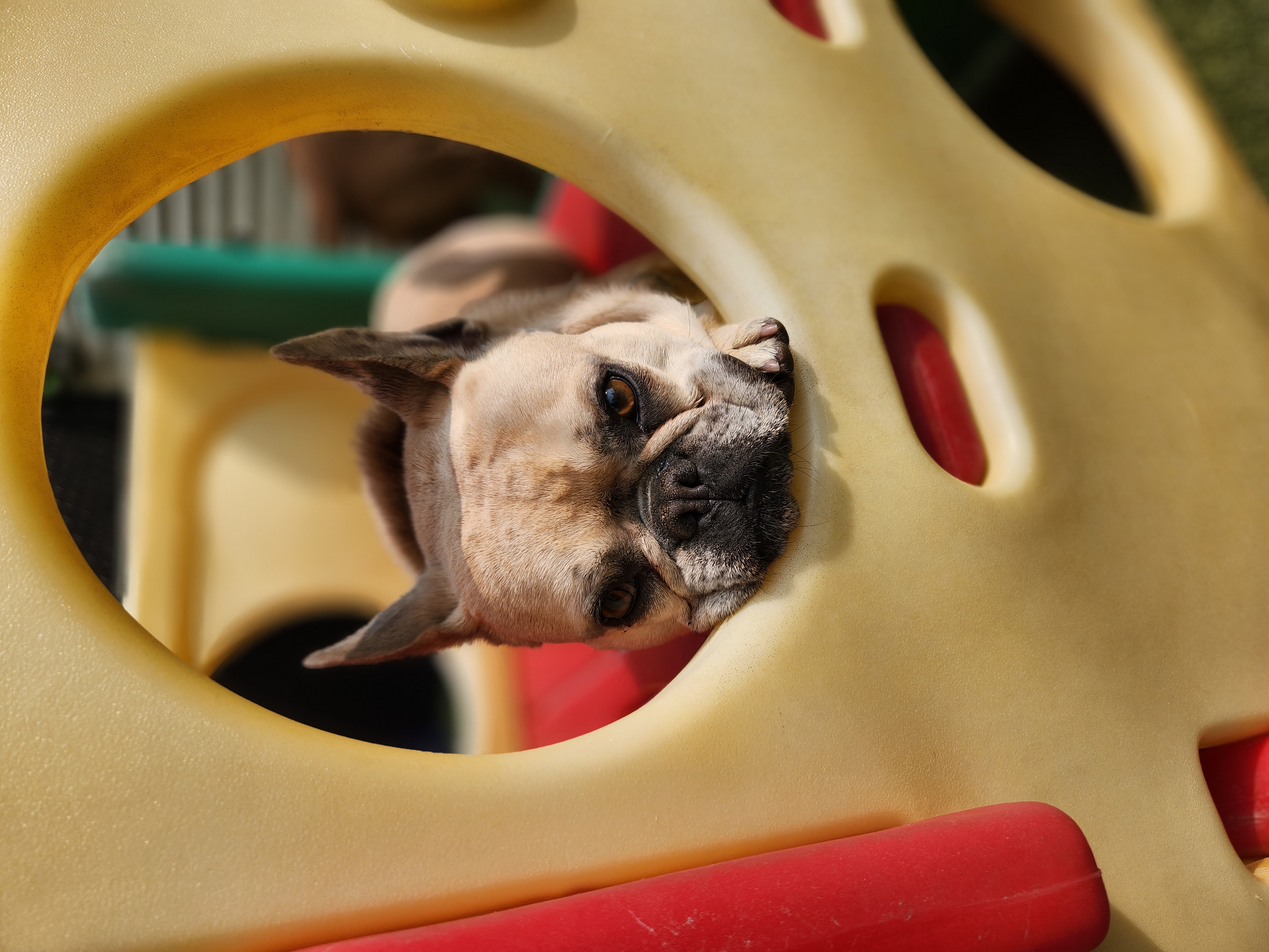 Happy dog at Pet Companions Bed and Biscuit in Reading, MA