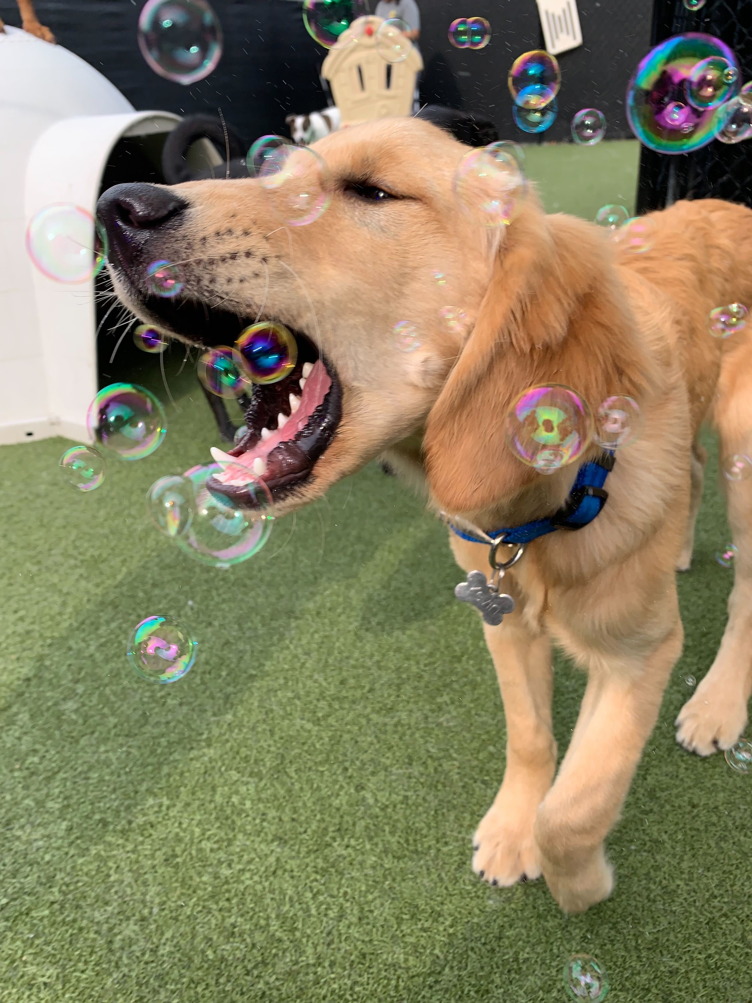 Dogs enjoying enrichment at Pet Companions Bed and Biscuit in Reading, MA