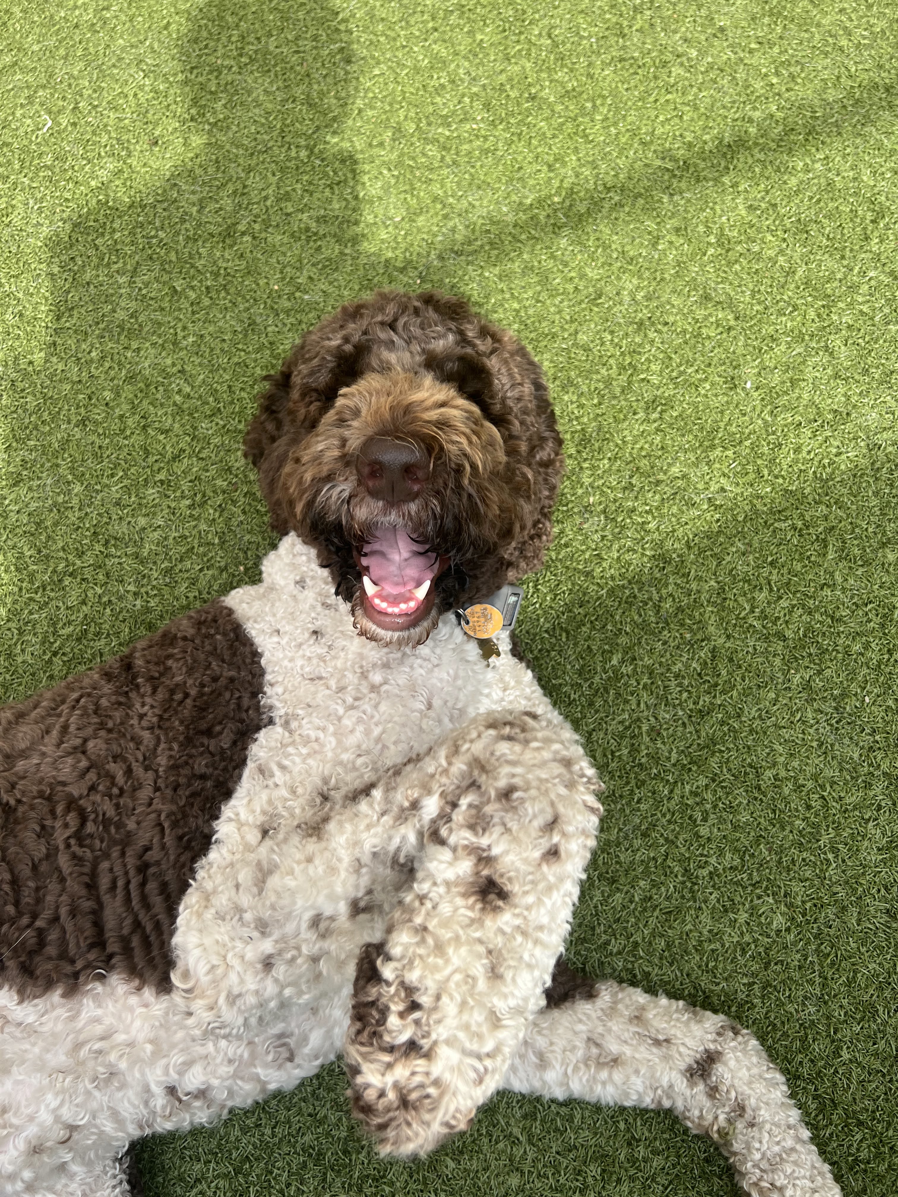 Dogs at Pet Companions Bed and Biscuit in Reading, MA