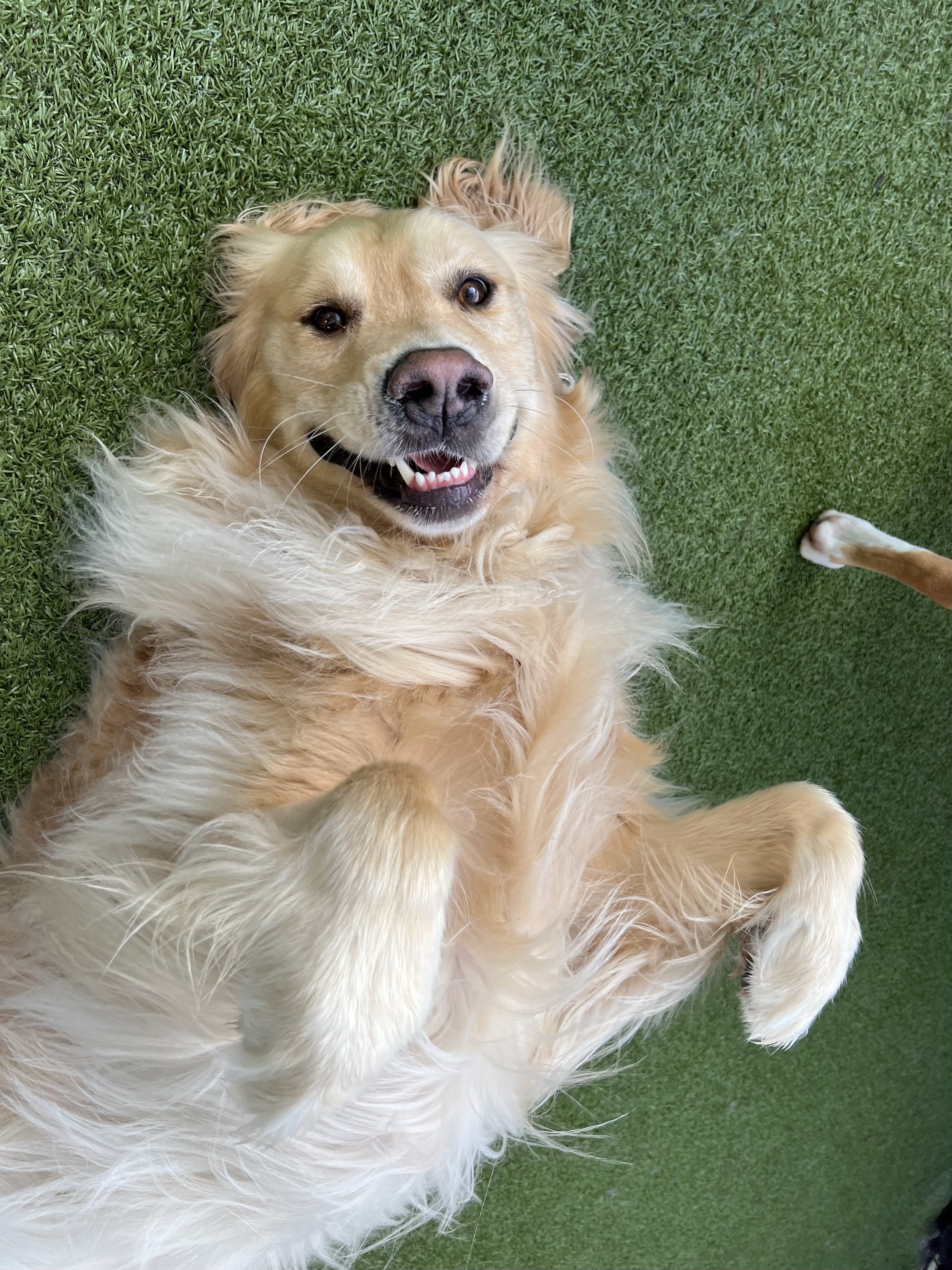 Happy dogs at Pet Companions Bed and Biscuit in Reading, MA
