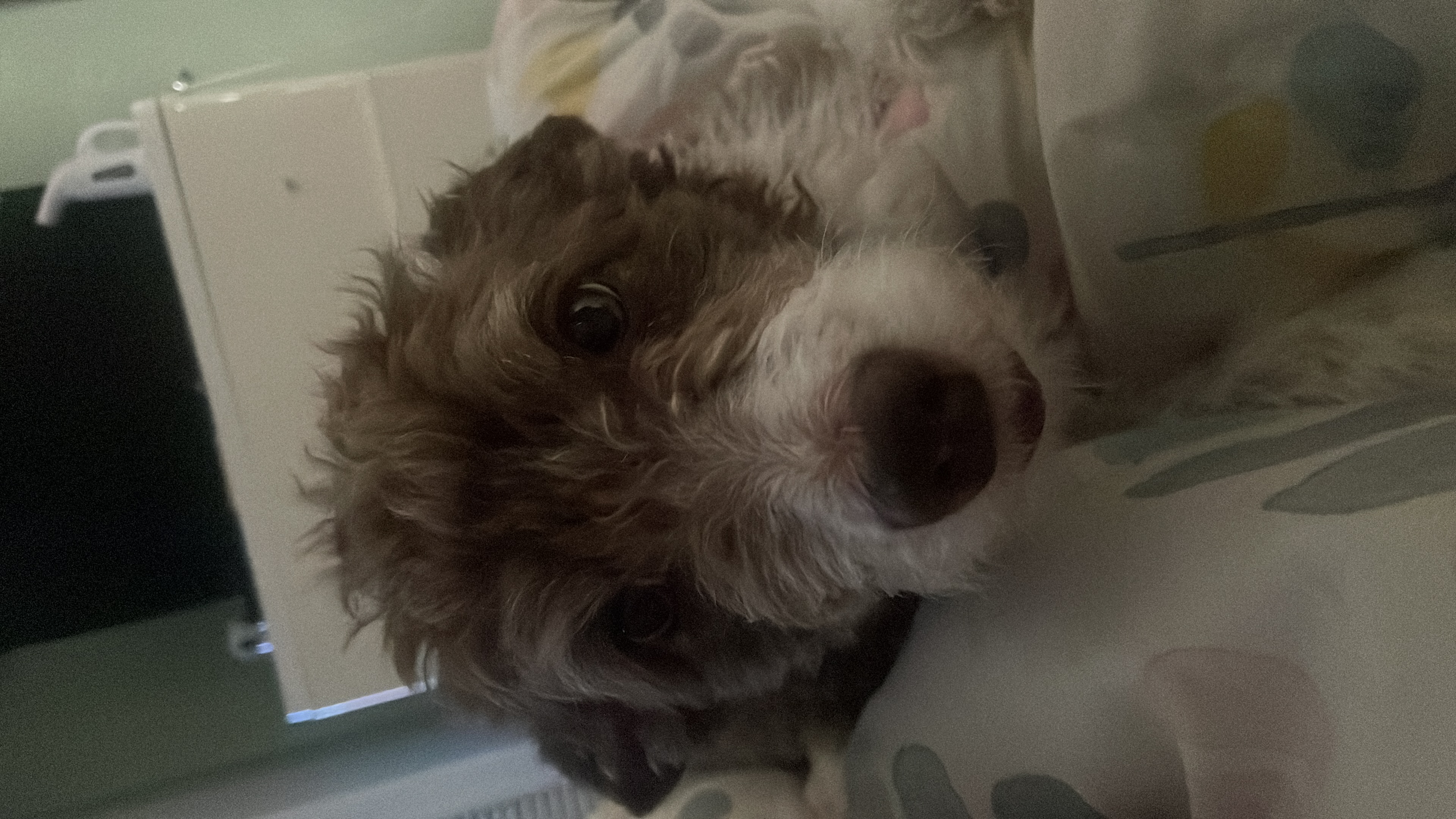 Dottie face