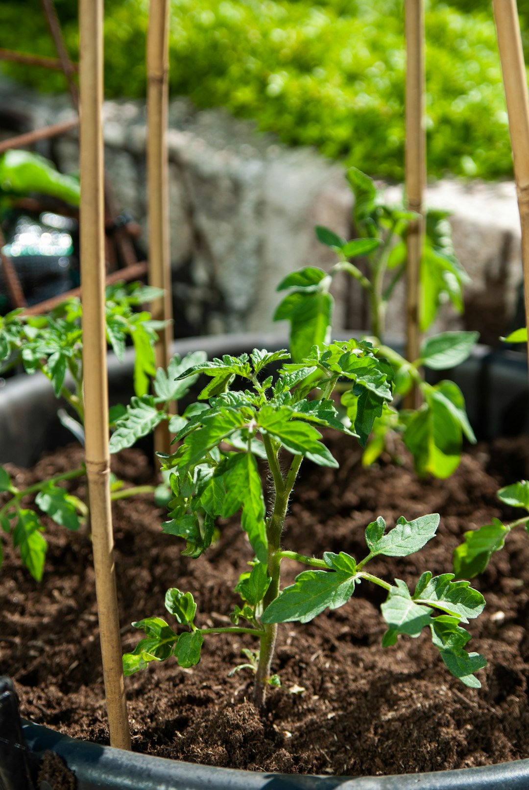 Gardening