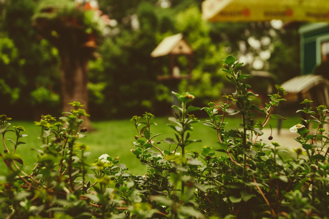 Backyard Additions