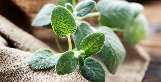 picture of herb sage picture of herb sage