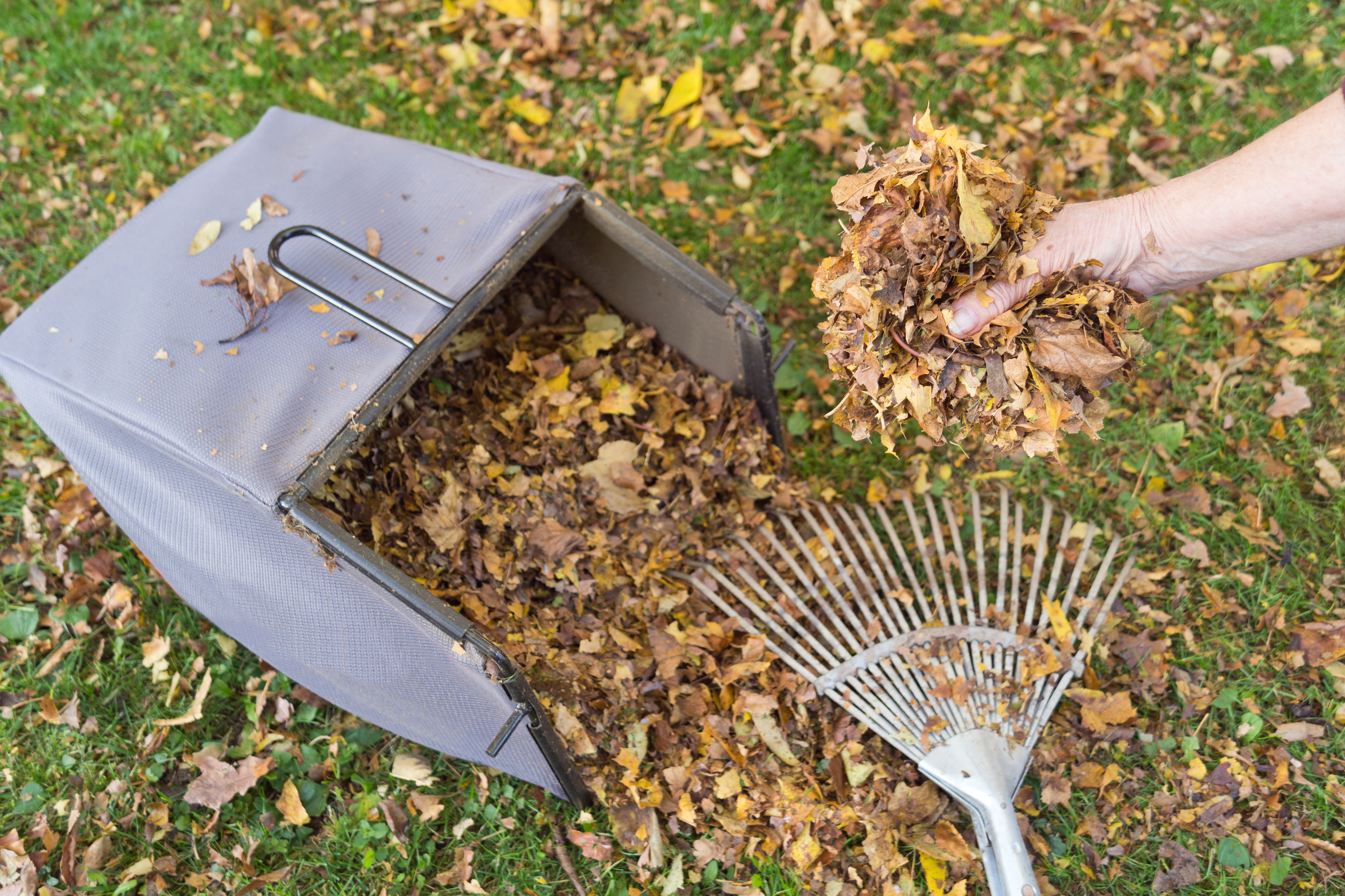 fall lawn preparation