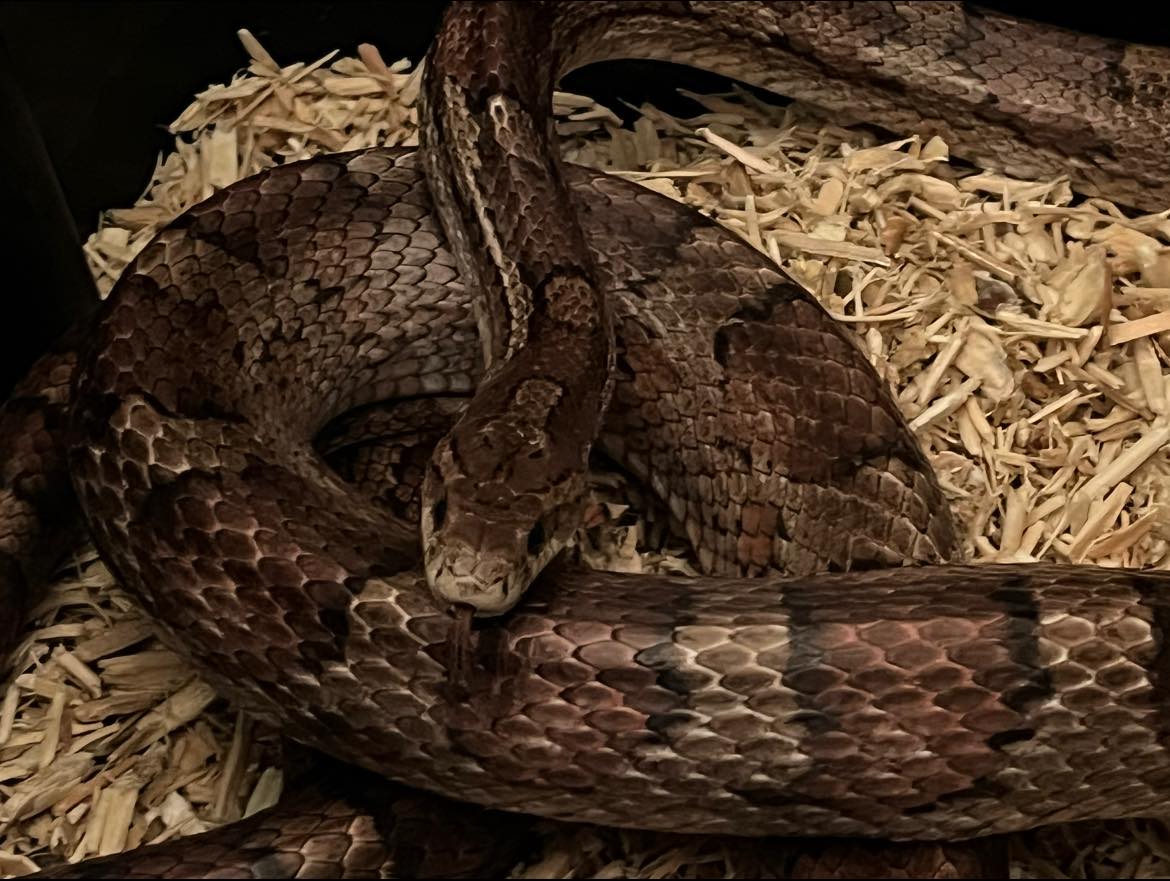 Wildlife sanctuary rescues snake from car dealership delivery driver's vehicle