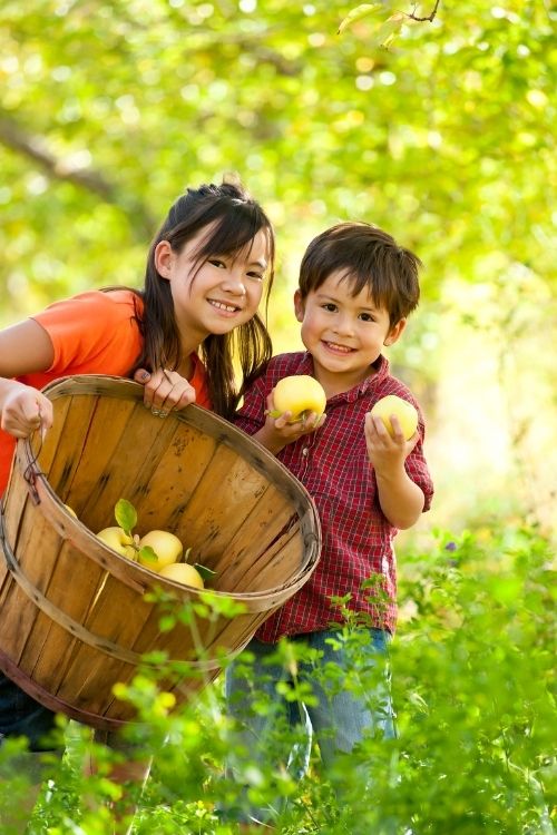 fall activities for preschool fall activities for preschool