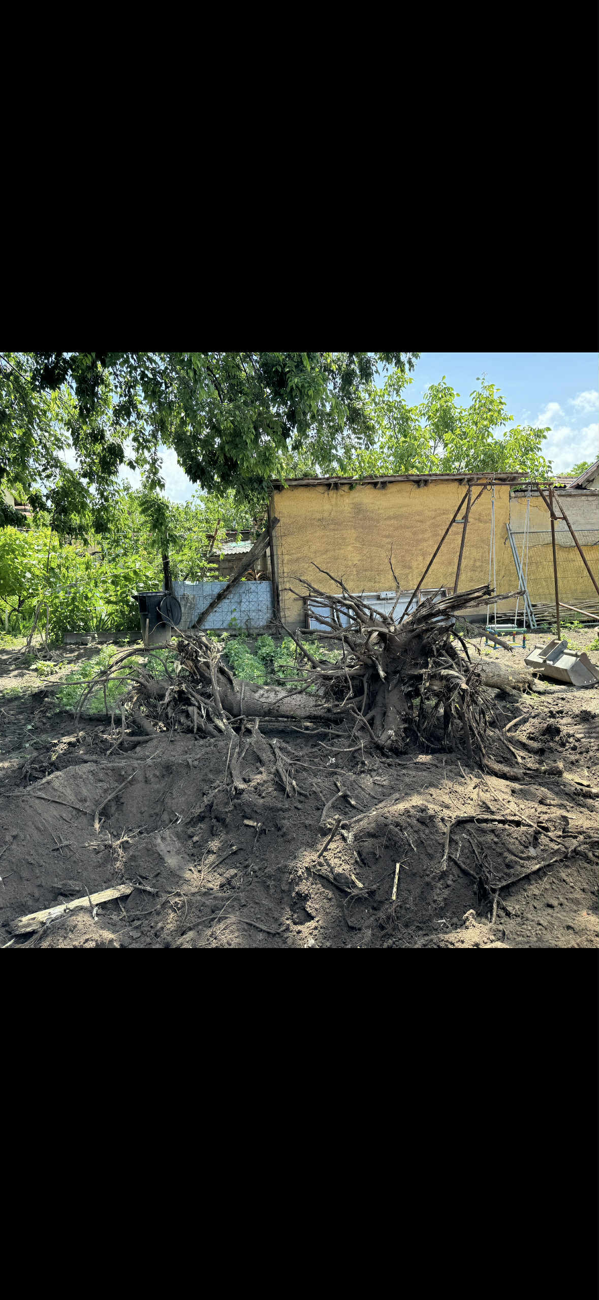 Tuskózás: fák és bokrok tuskóinak eltávolítása, terepfelszín rendezése