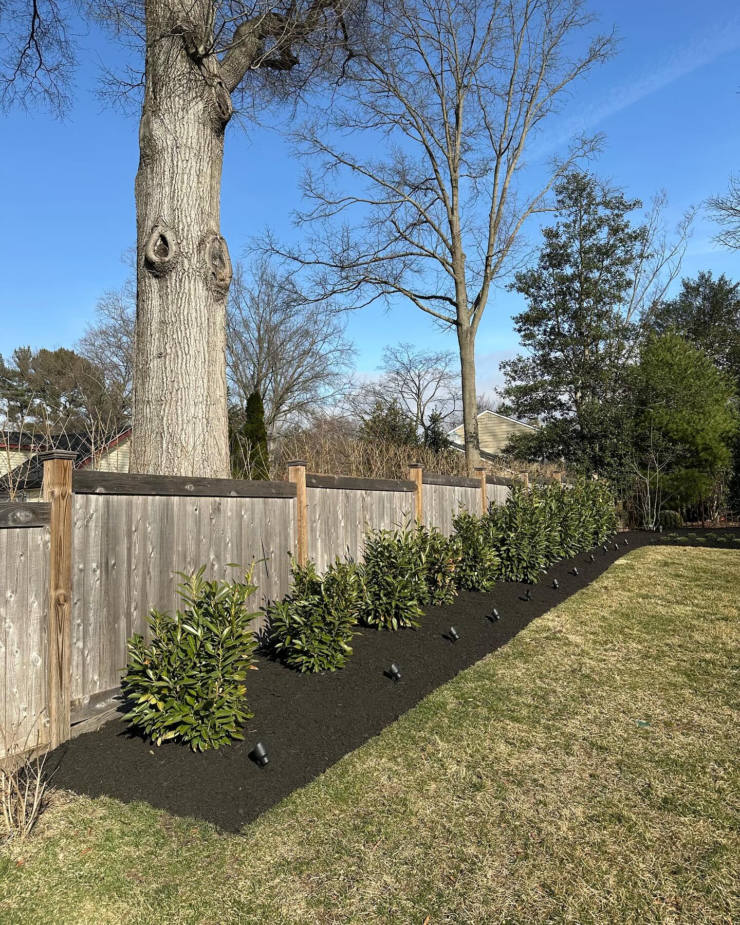 Shrub Pruning Services