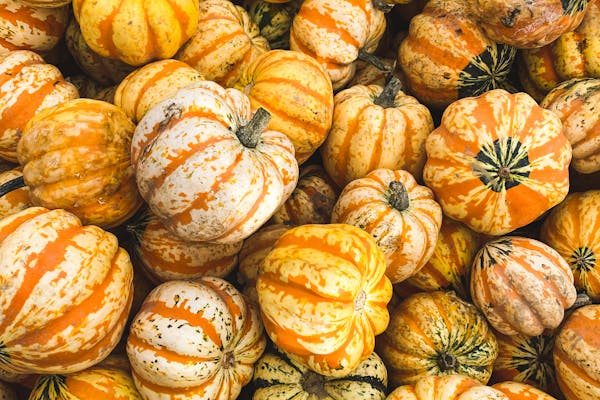 bunch of small pumpkins