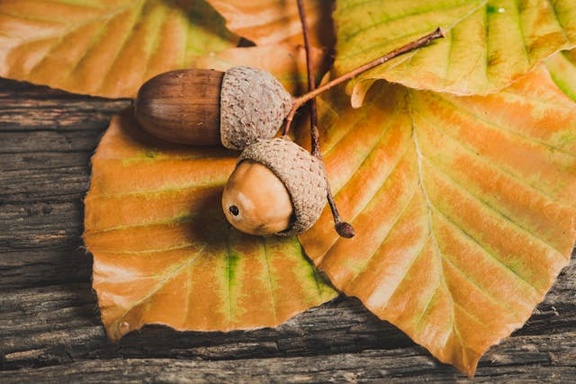 2 acorns on leaves