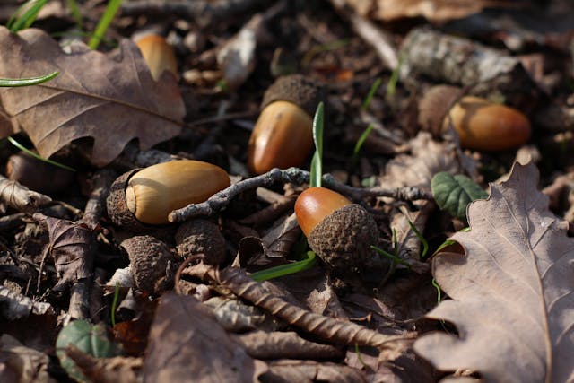 acorns on the ground