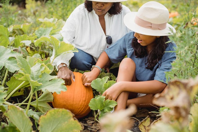 pumpkin growing in the garden